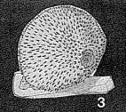 Image of Echinoporina erinaceus Fuchs 1967