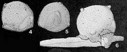 Image of Edithaella sessilis Fuchs 1967