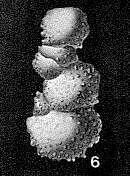 Image of Ramulinella suevica Paalzow 1932