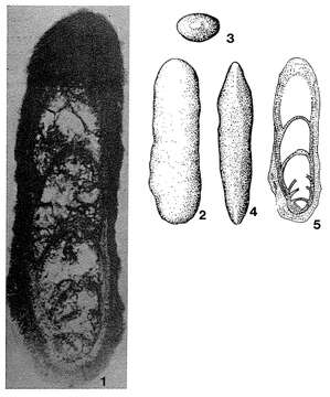 Image of Calvezina ottomana Sellier de Civrieux & Dessauvagie 1965