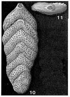 Image of Falsopalmula tenuistriata (Franke 1936)