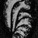 Image of Eocristellaria permica Miklukho-Maklay 1954