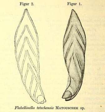 Image of Flabellinella tetschensis (Matouschek 1895)