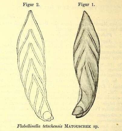 Image of Flabellinella tetschensis (Matouschek 1895)
