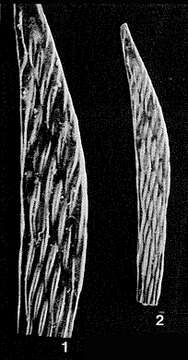 Image of Citharina strigillata (Reuss 1846)