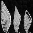 Image of Psilocitharella leptoteicha (Loeblich & Tappan 1946)