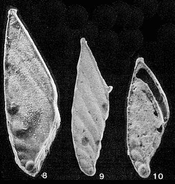 صورة Psilocitharella leptoteicha (Loeblich & Tappan 1946)