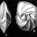 Plancia ëd Lenticulina rotulata (Lamarck 1804)