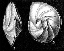 Image of Lenticulina rotulata (Lamarck 1804)