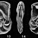 Image of Mesolenticulina partidiana McCulloch 1977