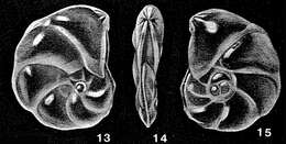 Image of Mesolenticulina partidiana McCulloch 1977