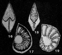 صورة Lenticulinella schutzkajae (Samyschkina 1975)