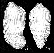 Image of Marginulinopsis bradyi (Goës 1894)