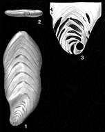 Image of Palmula sagittaria Lea 1833