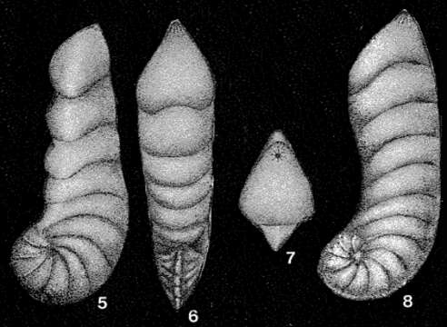 Image of Dainitella explanata Putrya 1972