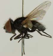 Image of Phasia pusilla Meigen 1824