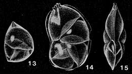 Image of Neolenticulina chathamensis McCulloch 1977