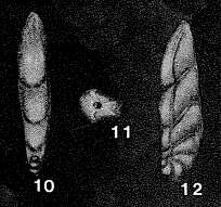 Image of Pseudosaracenaria truncata Venkatachalapathy 1968