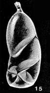 Image of Siphomarginulina hybrida McCulloch 1981