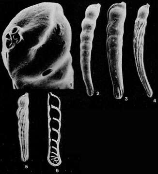 Image of Vaginulinopsis carinata (Silvestri 1898)