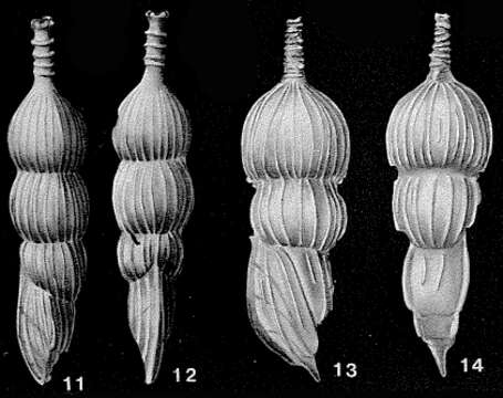 Image of Amphicoryna Schlumberger ex Milne-Edwards 1881