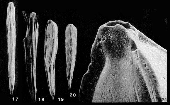 Prismatomorphia tricarinata (d'Orbigny ex Parker, Jones & Brady 1865)的圖片