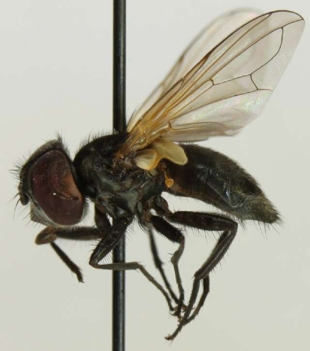 Image of Phasia aurulans Meigen 1824