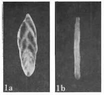 Image of Coryphostomella lublinensis Gawor-Biedowa 1987