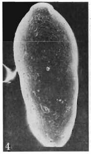 Image of Pazdroella olgae Gawor-Biedowa 1987