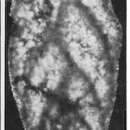 Image of Coryphostomella lublinensis Gawor-Biedowa 1987