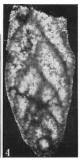 Image of Coryphostomella lublinensis Gawor-Biedowa 1987