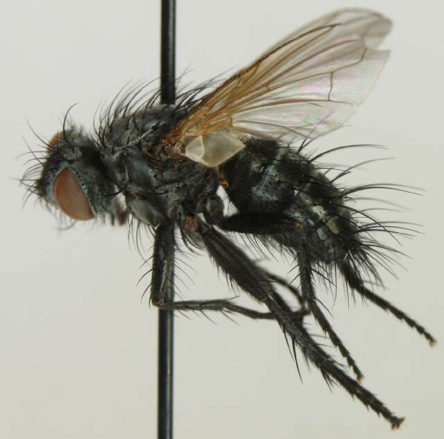 Image of Blepharomyia angustifrons Herting 1971