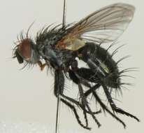 صورة Campylocheta inepta (Meigen 1824)