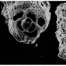 Image of Magnesoina antillarum (Cushman 1936)