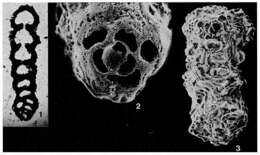 Image of Magnesoina antillarum (Cushman 1936)