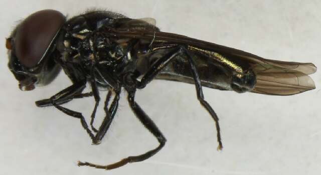 Image of Chrysogaster