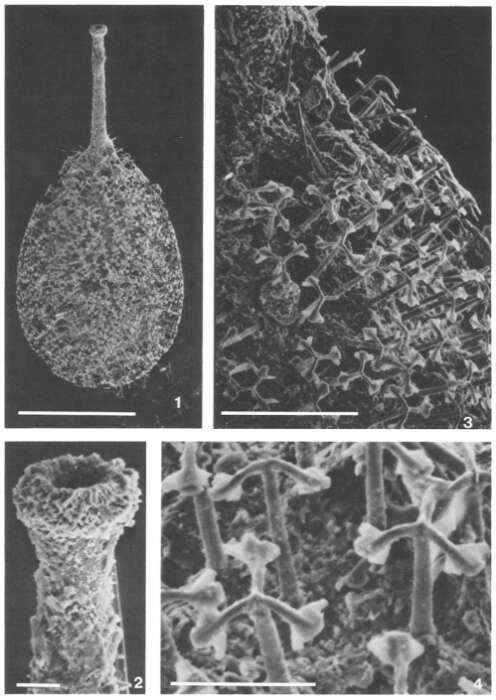 Image of Nanosylvanella palmulina Patterson 1990