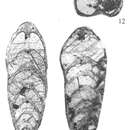 Image of Omoloniella russiensis Karavaeva & Nestell 2007