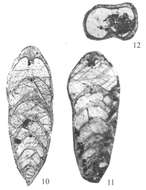 Image of Omoloniella russiensis Karavaeva & Nestell 2007