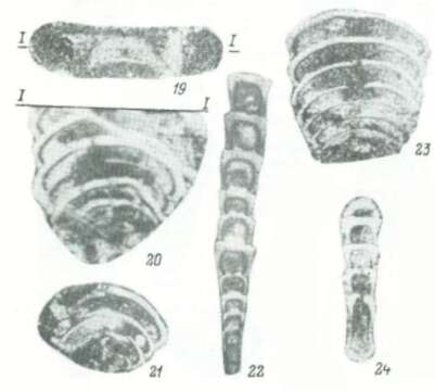 Image of Reitlingeria vediensis Pronina ex Kotlyar et al. 1989