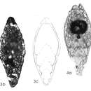 Image of Dalongella fusiformis Gu, Feng & He 2007