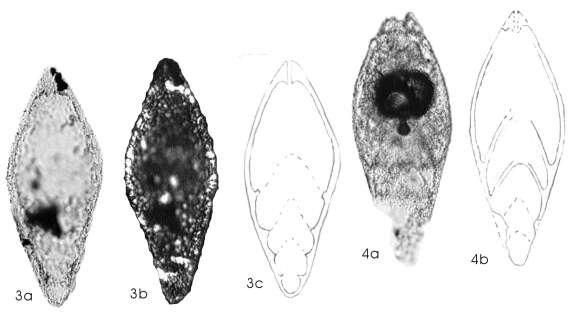 Image of Dalongella fusiformis Gu, Feng & He 2007