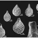 Image of Conolagena argentina Malumián, Náñez & Caramés 1991