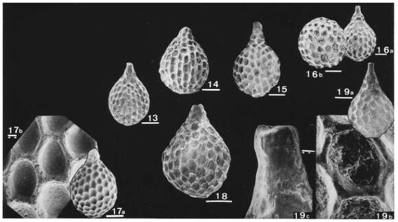 Image of Conolagena argentina Malumián, Náñez & Caramés 1991