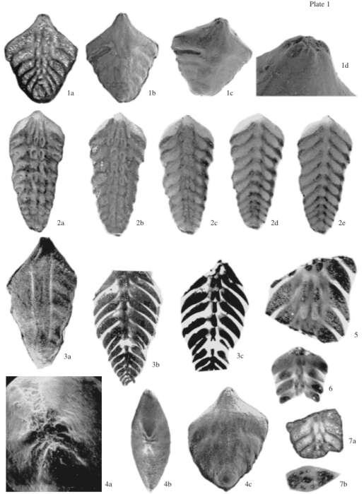 Dagysina novosibirica Yadrenkin 2008 resmi