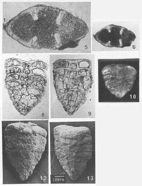 Image of Septalingulina tetrasepta Yan & Norling 1991