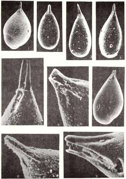 Image of Delphinoidella rostrata Popescu 1992