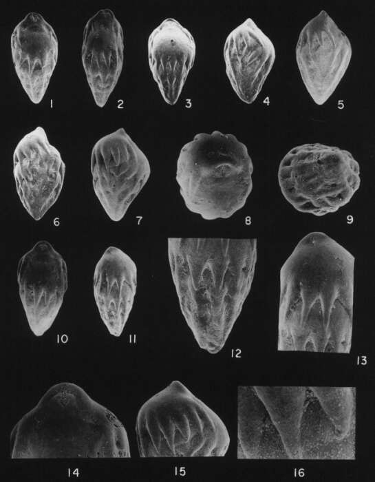 Image of Neopleurostomella indica Srinivasan & Rai 1992