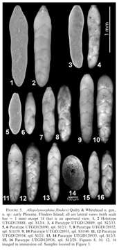 Image of Allopolymorphina flindersi Quilty & Whitehead 2014