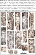 Image of Nodocantabricus duplexmurus Rigaud & Schlagintweit 2016